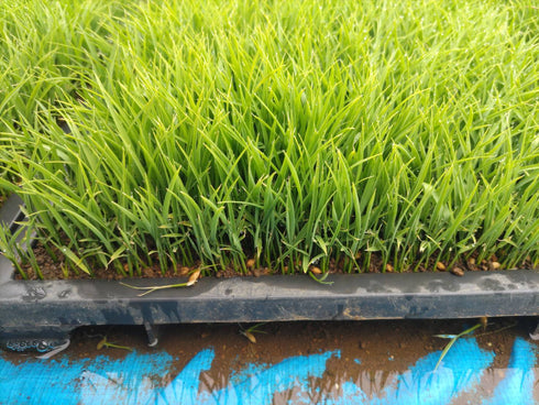 Best Seller! Northern limit Koshihikari (specially cultivated rice) 24th year